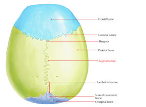 Sagittal Suture – Earth's Lab