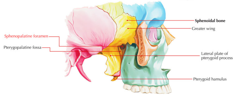 Sphenopalatine Foramen – Earth's Lab