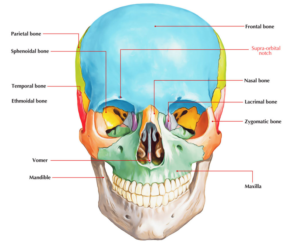 supraorbital-notch-earth-s-lab