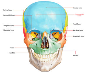 Supraorbital Notch – Earth's Lab