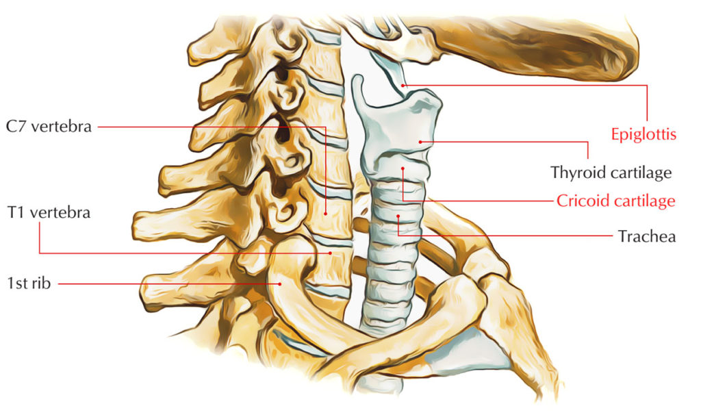 Thyroid Cartilage – Earth's Lab