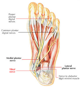 Nerves Of Foot Earth S Lab