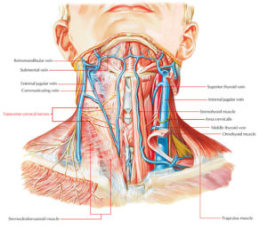 Transverse cervical nerve – Earth's Lab