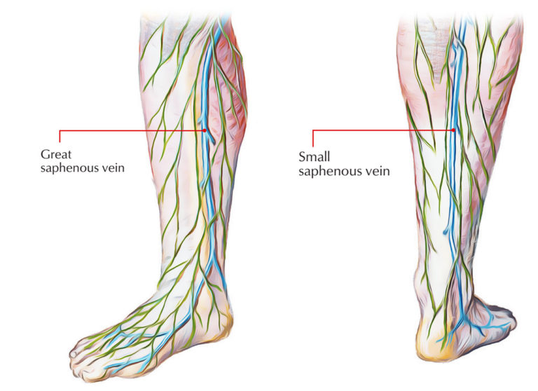 Veins of foot – Earth's Lab