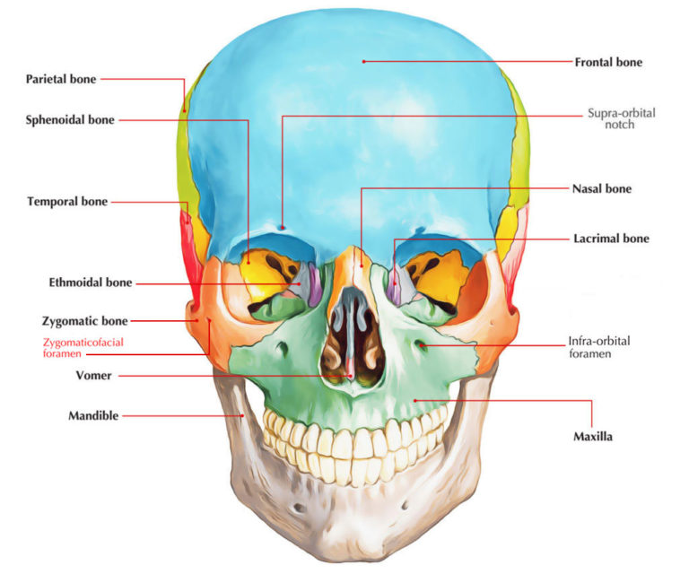 Zygomaticofacial Foramen – Earth's Lab