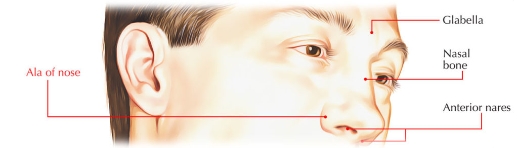 Ala of Nose – Structure, Arterial and Nerve Supply and Nasal Alar