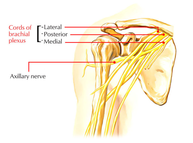 Ventral Rami – Earth's Lab