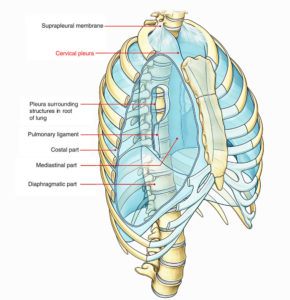 Cervical Pleura – Earth's Lab