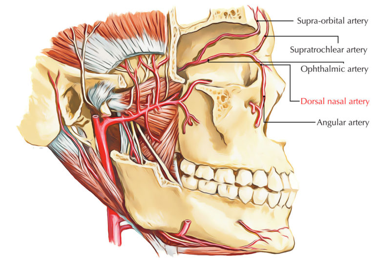 Dorsal Nasal Artery – Earth's Lab