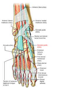 Dorsalis Pedis Artery – Earth's Lab