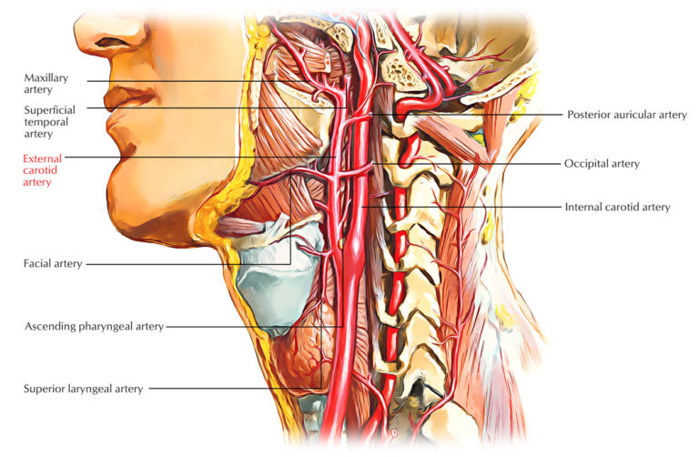 External Carotid Arteries Earths Lab