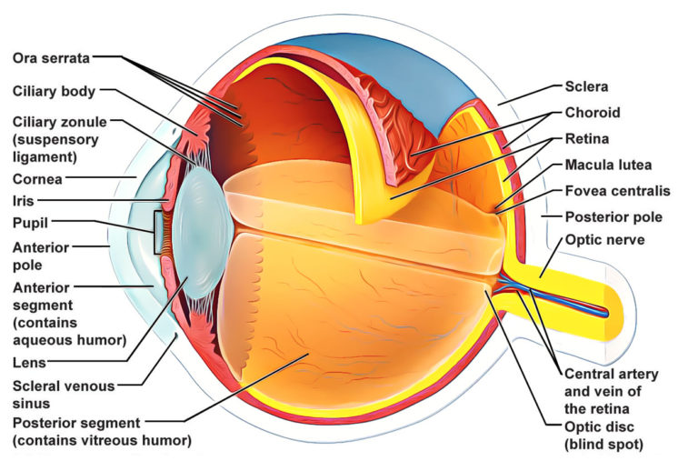 Sense Organs – Earth's Lab