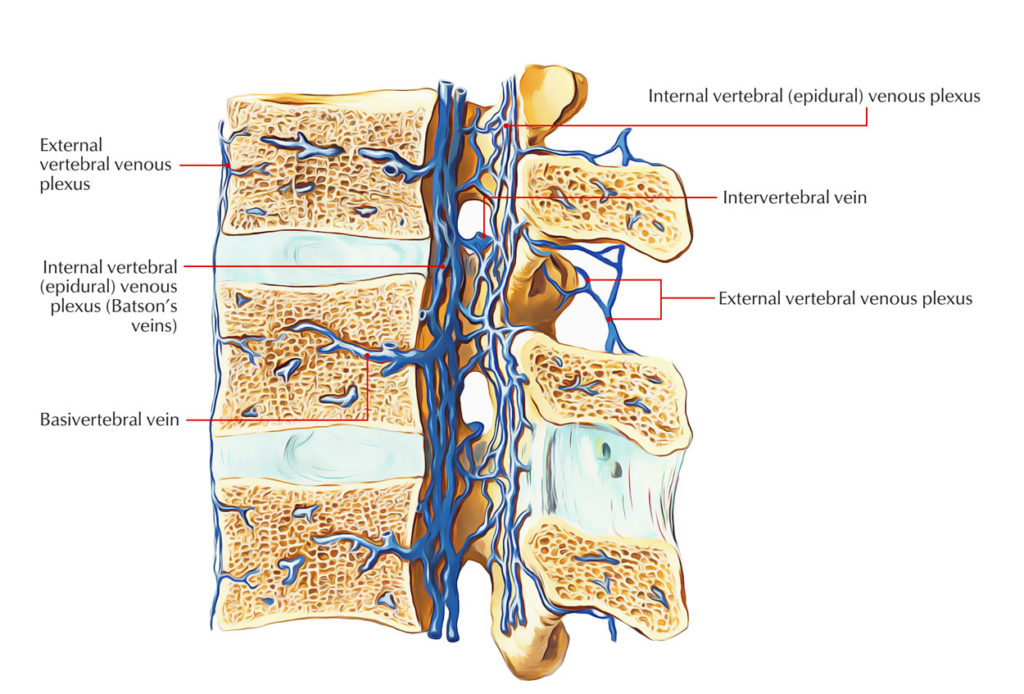 Vertebral Canal Spinal Canal – Earth's Lab