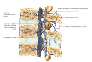 Vertebral Canal/Spinal Canal – Earth's Lab