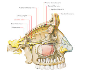 Lacrimal Nerve – Earth's Lab