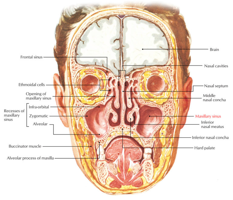 Maxillary Sinus – Earth's Lab