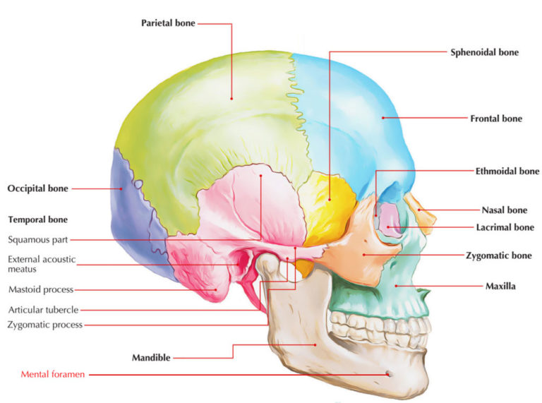 Mental Foramen – Earth's Lab