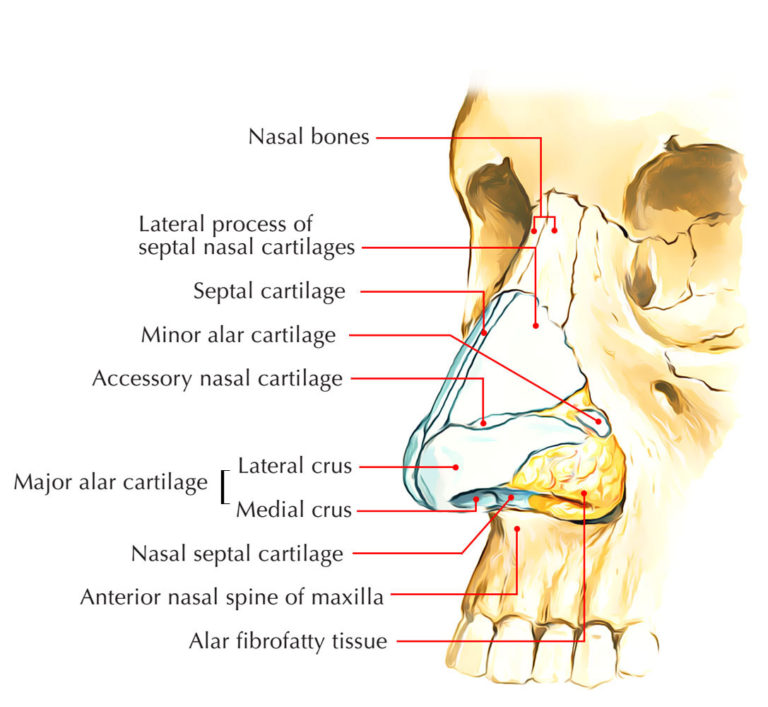 Sense Organs – Earth's Lab