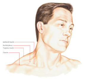 Omohyoid Muscle – Earth's Lab