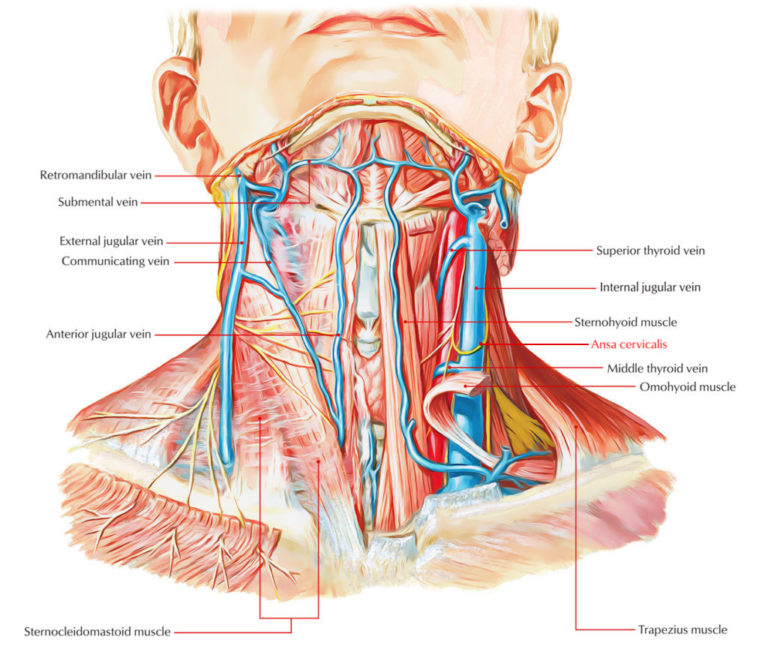 Omohyoid Muscle – Earth's Lab