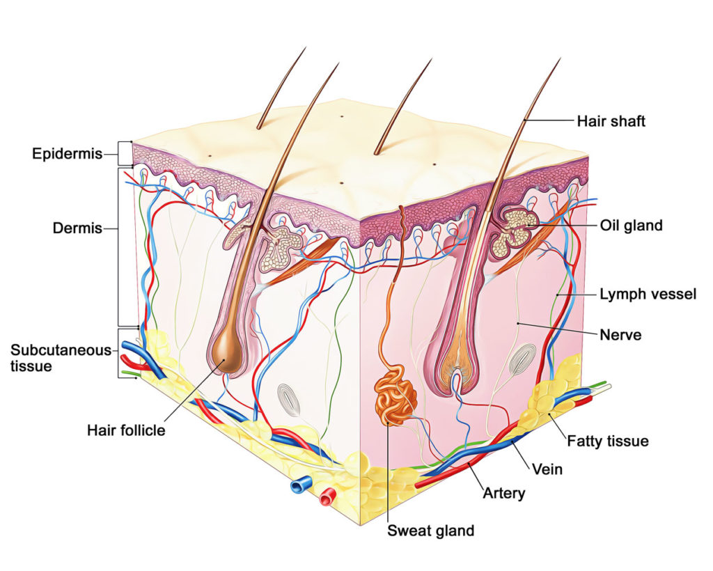 Sense Organs – Earth's Lab