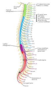 Vertebral Canal/Spinal Canal – Earth's Lab