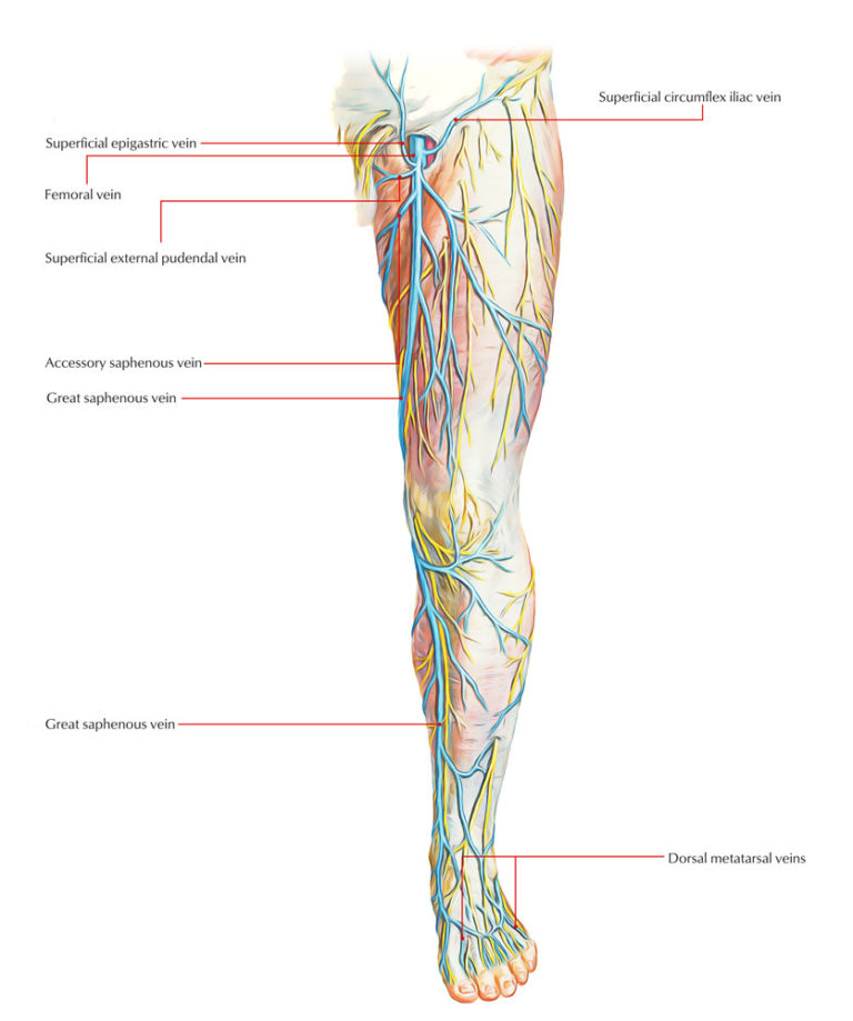 Veins of Lower Limb – Earth's Lab