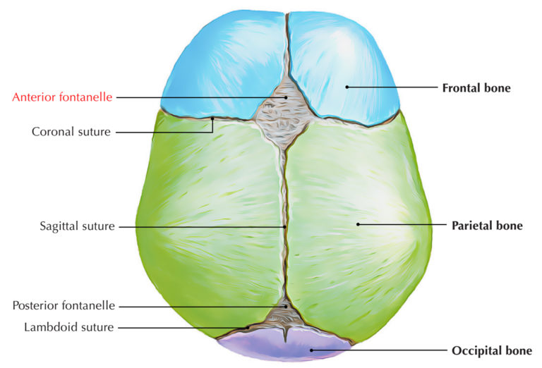 Anterior Fontanelle Earths Lab 7423