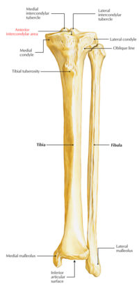 Intercondylar Area – Earth's Lab