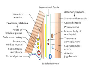 Anterior Scalene Muscle (Scalenus Anterior) – Earth's Lab