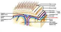 Arachnoid Villi and Arachnoid Granulations – Earth's Lab