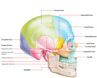 Articular Tubercle – Earth's Lab