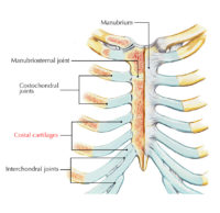 Costal Cartilages – Earth's Lab