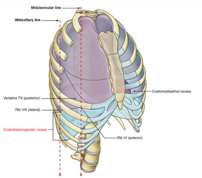 Costodiaphragmatic Recess – Earth's Lab