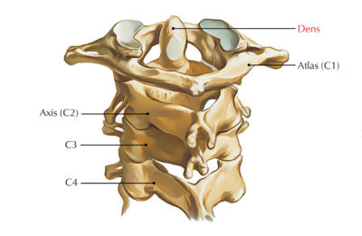 Dens (Odontoid Process) – Earth's Lab