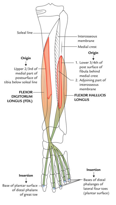 Flexor Digitorum Longus – Earth's Lab