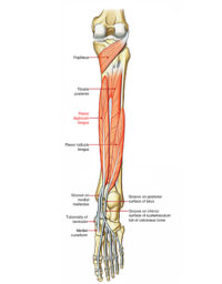 Flexor Digitorum Longus – Earth's Lab