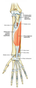 Flexor Digitorum Superficialis – Earth's Lab