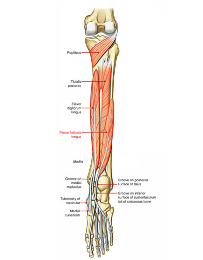 Flexor Hallucis Longus – Earth's Lab