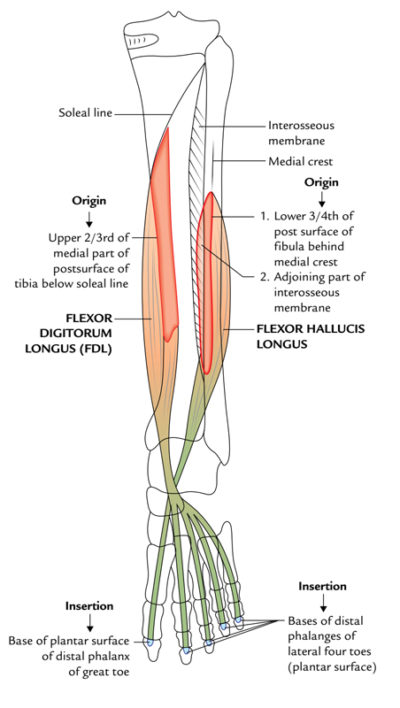 Flexor Hallucis Longus Earth S Lab