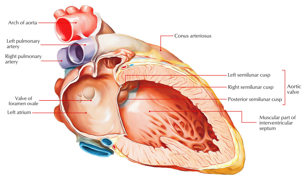 foramen-ovale-of-heart-earth-s-lab