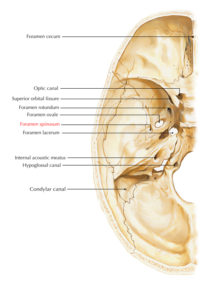 Foramen Spinosum – Earth's Lab