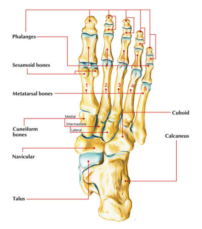 The Fourth Metatarsal – Earth's Lab