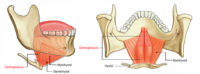 Genioglossus Muscle – Earth's Lab