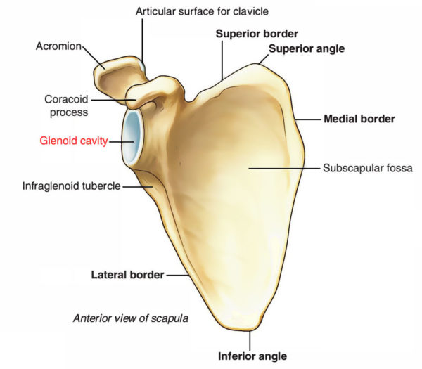 Glenoid Cavity – Earth's Lab