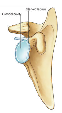 Glenoid Cavity Earth S Lab