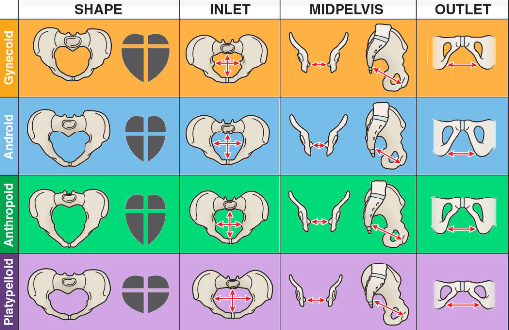 gynecoid-pelvis-earth-s-lab