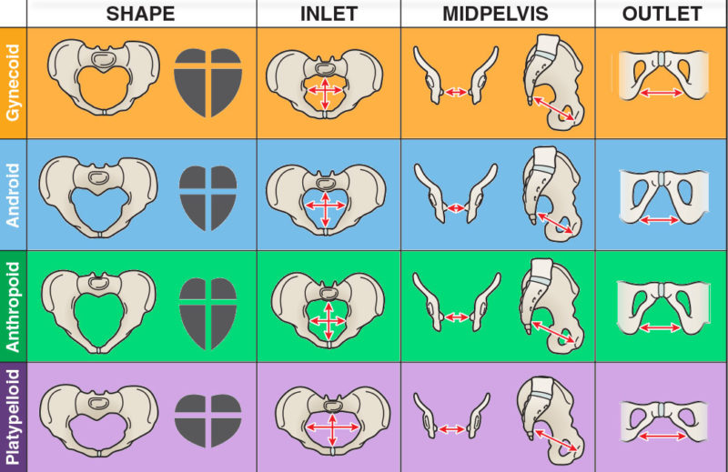 gynecoid-pelvis-earth-s-lab