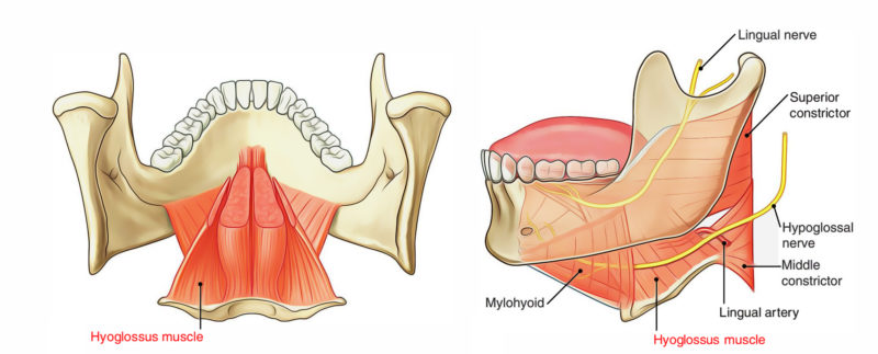 Hyoglossus Muscle – Earth's Lab