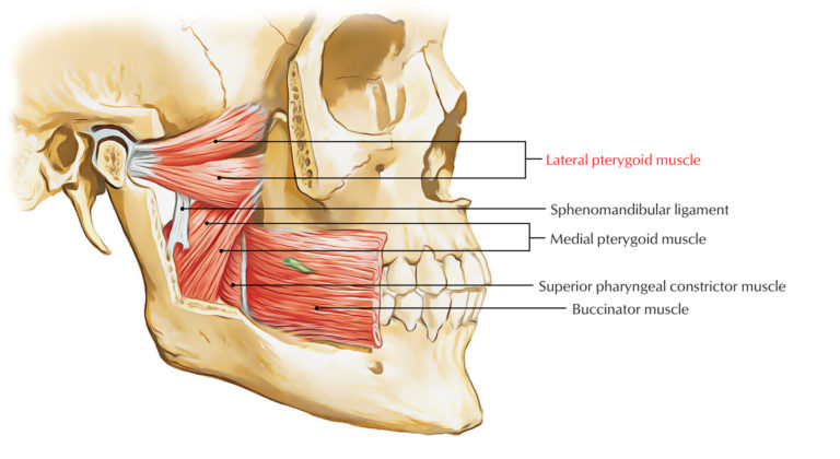 Lateral Pterygoid Muscle Earths Lab 2604